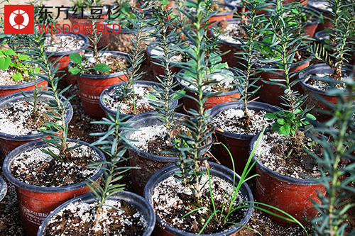 2015年?yáng)|方紅豆杉發(fā)展空間會(huì)有多大？